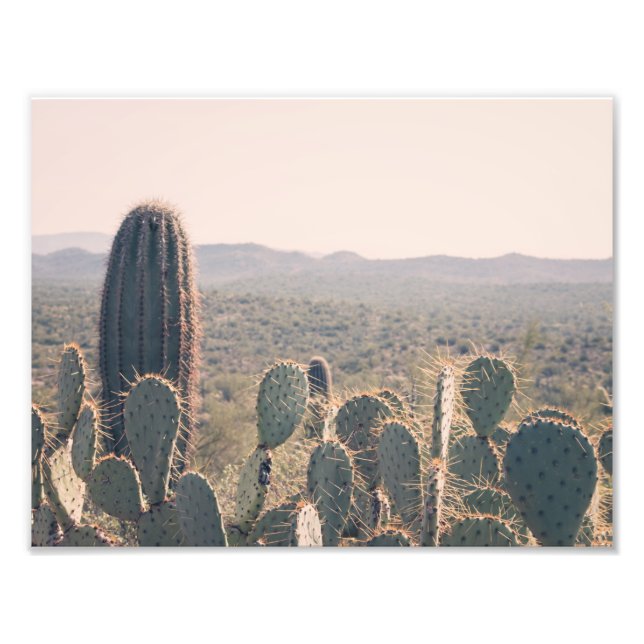 Arizona Cacti | FOTO (Vorne)
