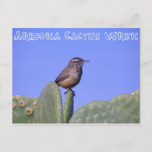 Arizona Cactus Wren Postkarte