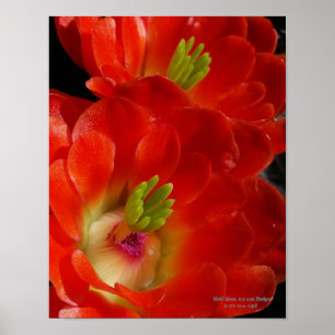 Arizona Claret Cup Kaktus Rote Orangenfarbene Blüt Poster