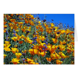 ARIZONA DESERT POPPIES