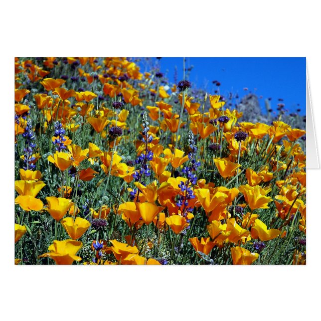 ARIZONA DESERT POPPIES (Vorderseite (Horizontal))