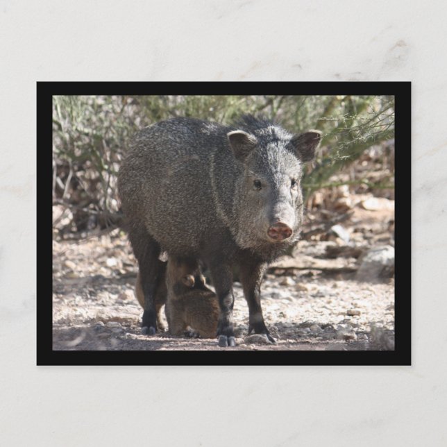 Arizona Javelina Postcard Postkarte (Vorderseite)