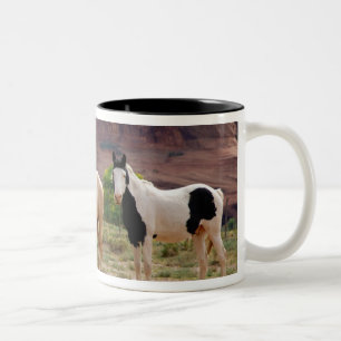 Arizona, Navajo Indian Reservation, Chinle, Zweifarbige Tasse