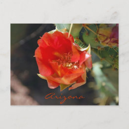 Arizona Postcard Postkarte