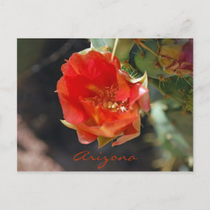 Arizona Postcard Postkarte