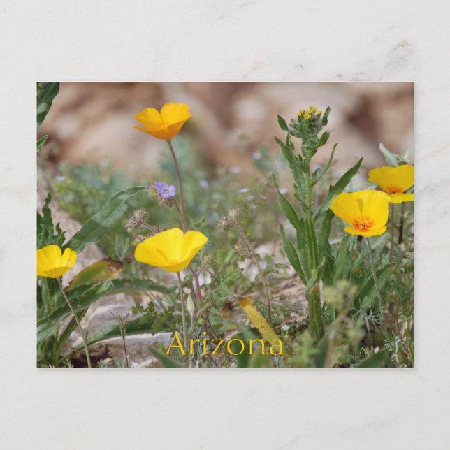Arizona Postcard Postkarte (Vorderseite)