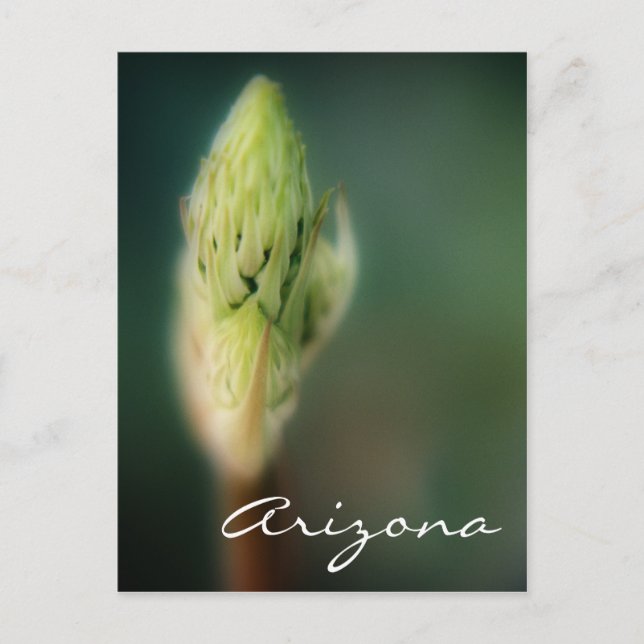 Arizona Postcard Spring Bud Template Postkarte (Vorderseite)