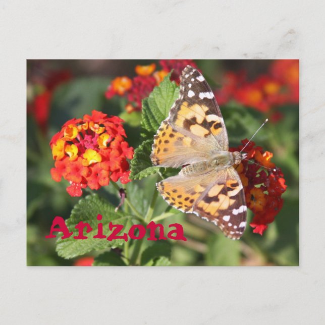 Arizona Postkarte (Vorderseite)