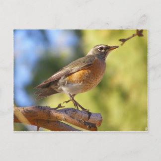 Arizona Robin Postkarte