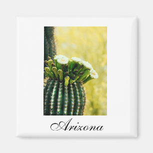 Arizona saguaro blüht magnet