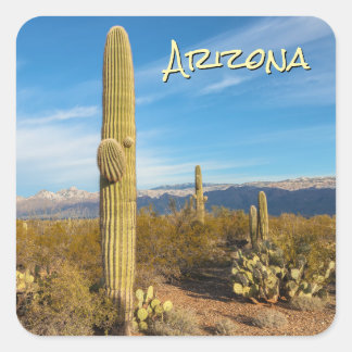Arizona Saguaro Cacti Quadratischer Aufkleber