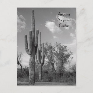 Arizona Saguaro Postcard Postkarte