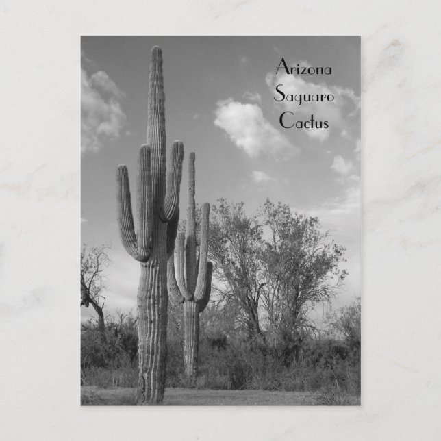 Arizona Saguaro Postcard Postkarte (Vorderseite)
