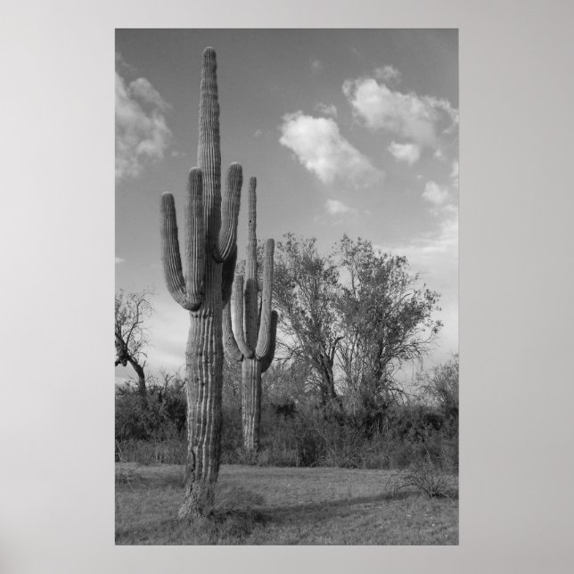 Arizona Saguaro Poster (Vorne)