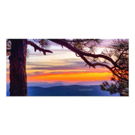 Arizona Sonnenuntergang Pine Tree Landschaftliche  Fotodruck