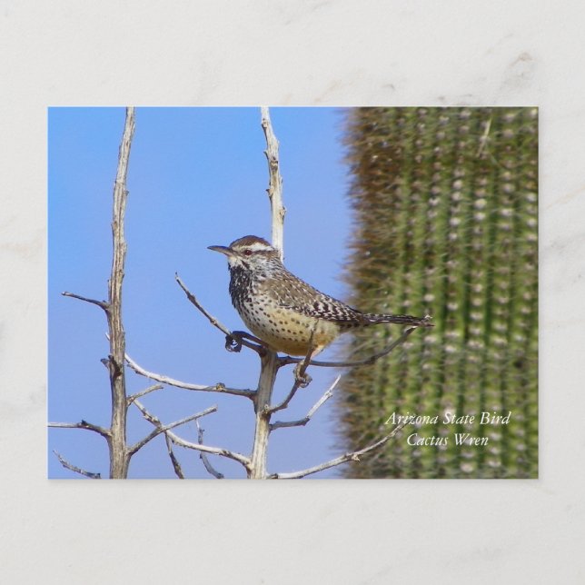 Arizona Staat Bird Postkarte (Vorderseite)