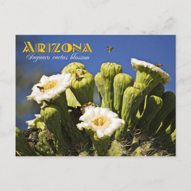 Arizona Staat Blume: Saguaro Cactus Blossom Postkarte (Vorderseite)