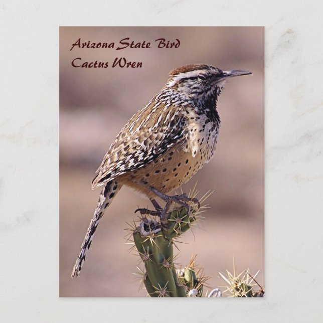 Arizona State Bird - Carte postale Cactus Wren (Devant)
