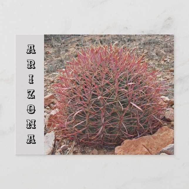 Arizona Südwest Staat Reisen Roter Barrel Kaktus Postkarte (Vorderseite)