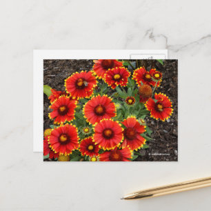 Arizona Sun Blanketblumen Postkarte