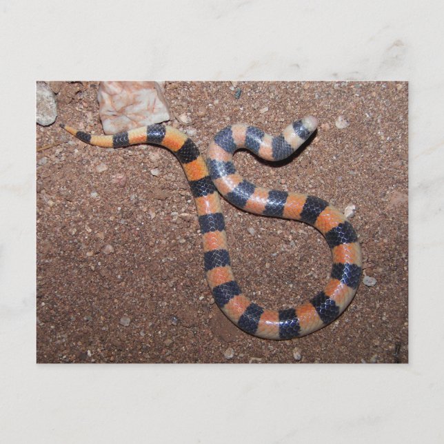 Arizona Variable Sandsnake Postkarte (Vorderseite)
