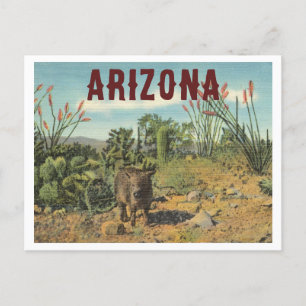 Arizona Vintage Wüstenkaktus und Javelina Postkarte