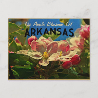 Arkansas Apple Blüten Postkarte