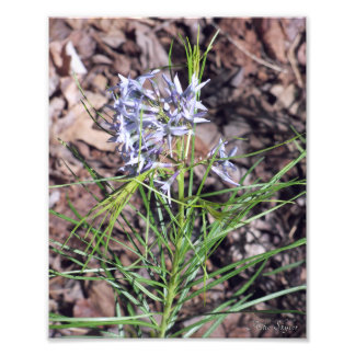 Arkansas Bluestar Needleleaf Fotodruck