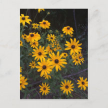 Arkansas Wildblume Schwarz-Mit Augen Susans Postka
