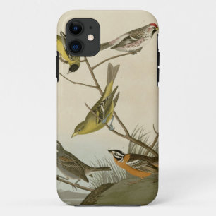 Arkansaw Siskin, mehlige Rot-Abstimmung, title_seo2