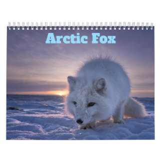Arktis-Fuchs 2027 Kalender