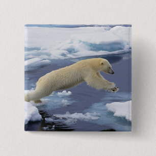 Arktis, Svalbard, Eisbär reckend Button