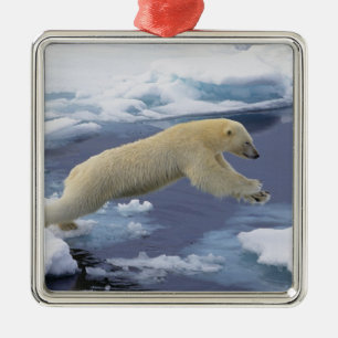 Arktis, Svalbard, Eisbär sich ausstreckend Silbernes Ornament