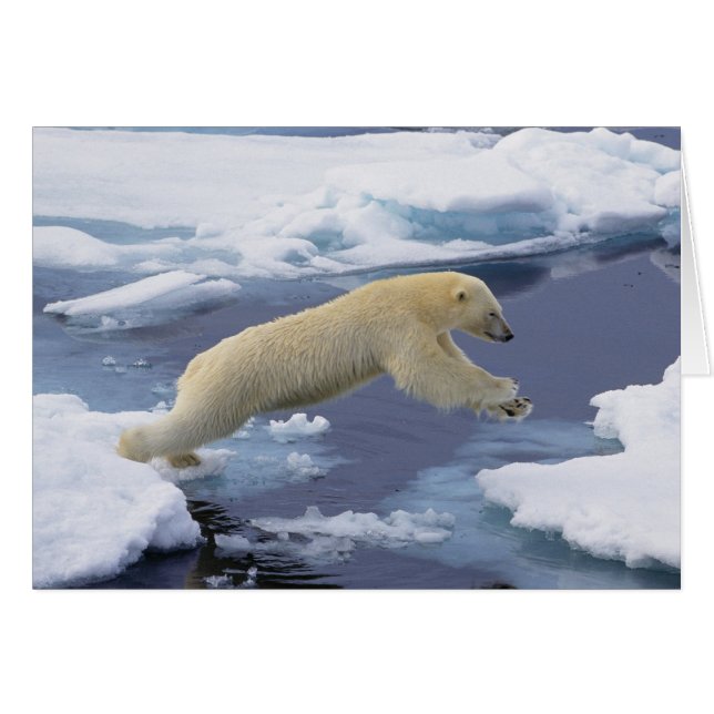 Arktis, Svalbard, Polar Bär, der sich ausdehnt (Vorderseite (Horizontal))