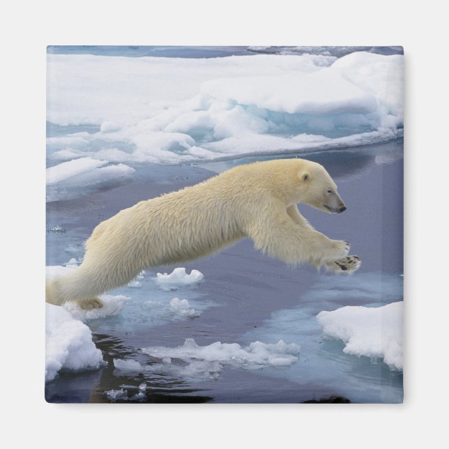 Arktis, Svalbard, Polar Bär, der sich ausdehnt Magnet (Vorne)