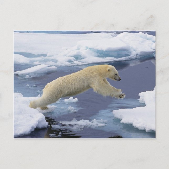 Arktis, Svalbard, Polar Bär, der sich ausdehnt Postkarte (Vorderseite)