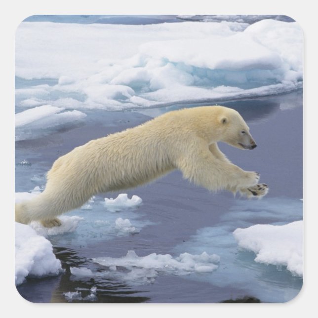 Arktis, Svalbard, Polar Bär, der sich ausdehnt Quadratischer Aufkleber (Vorderseite)