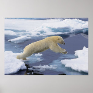 Arktis, Svalbard, Polar-Bär, der sich ausdehnt und Poster