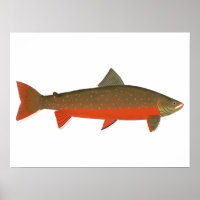 Arktische Char