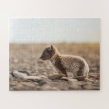 Arktische Fox