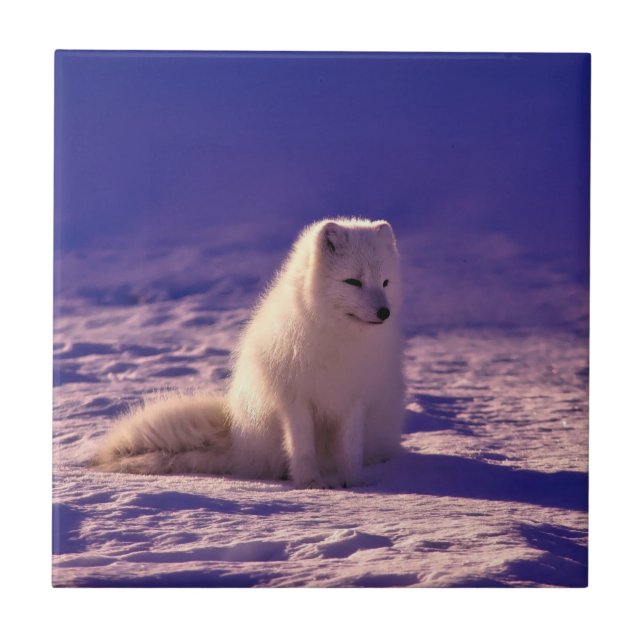 Arktische Fox Fliese (Vorderseite)