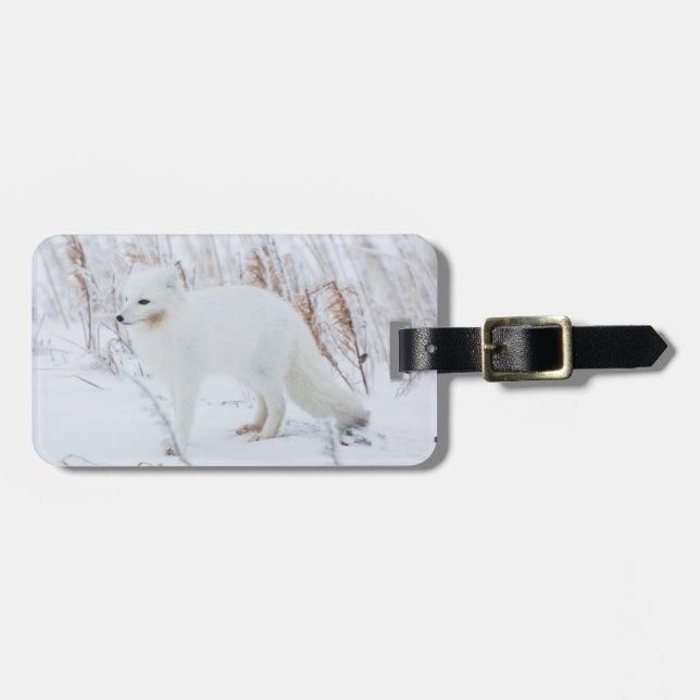 Arktische Fox Gepäckanhänger (Vorderseite horizontal)