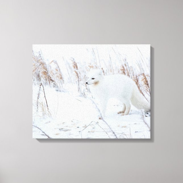 Arktische Fox Leinwanddruck (Vorderseite)