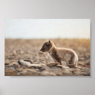 Arktische Fox-Natur-Foto Poster