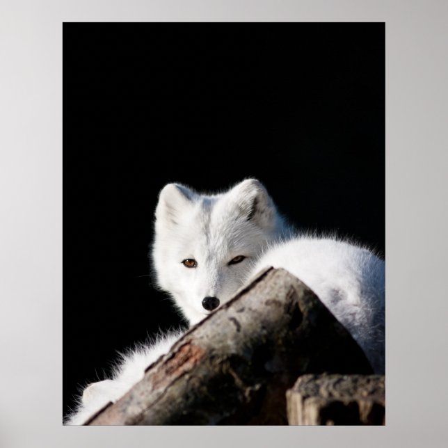 Arktische Fox Poster (Vorne)