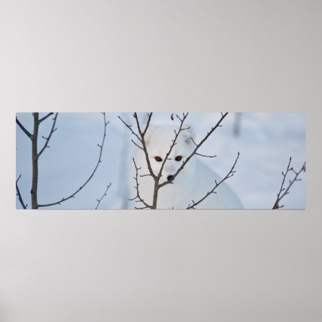 Arktische Fox Poster (Vorne)