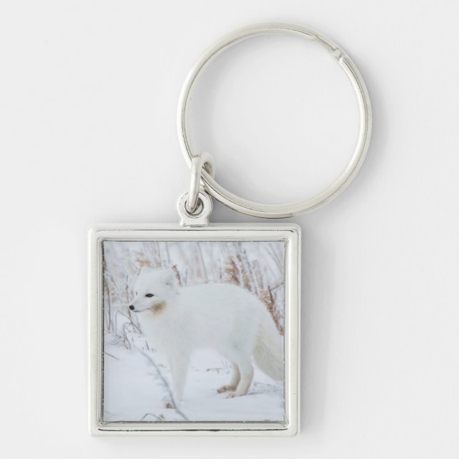 Arktische Fox Schlüsselanhänger (Vorne)