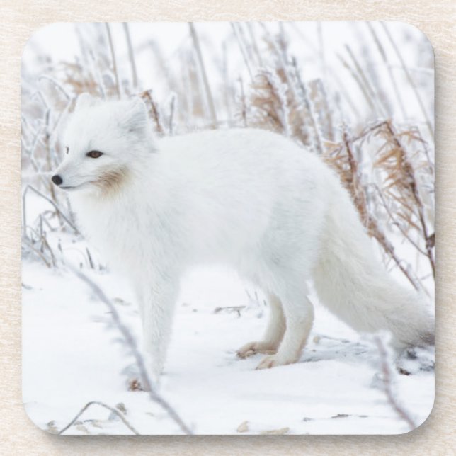 Arktische Fox Untersetzer (Vorderseite)