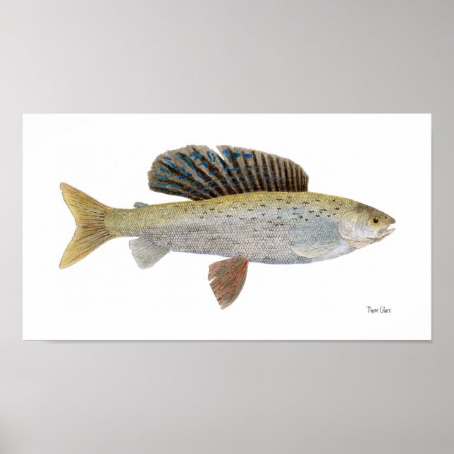 Arktische Graylation mit Montana Markierungen Poster (Vorne)