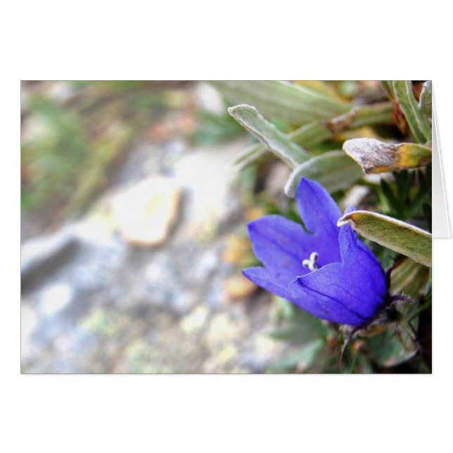 Arktische Harebell-Karte (Vorderseite (Horizontal))